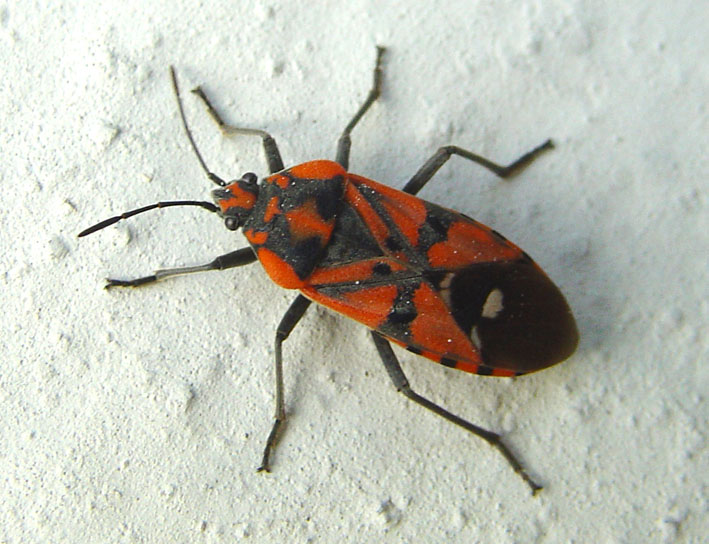 Spilostethus pandurus